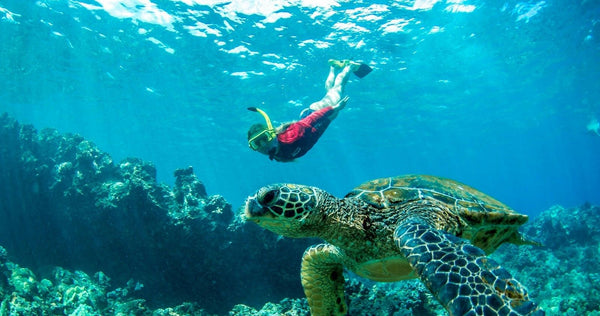 snorkel with turtle.jpg