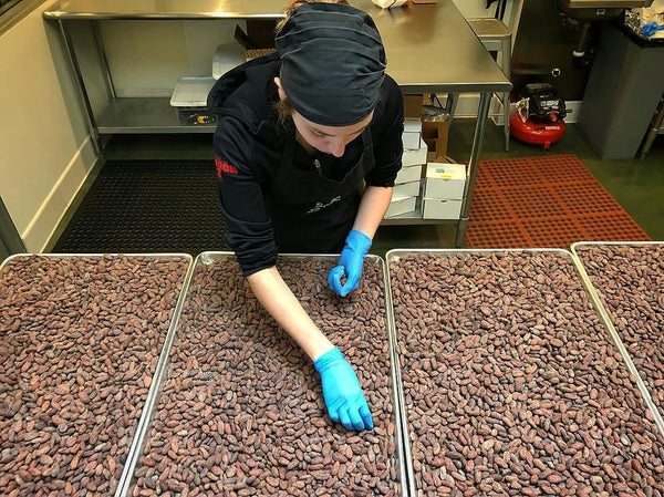 sorting cacao beans.jpeg