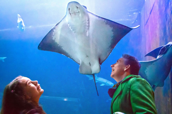 stingray in tank