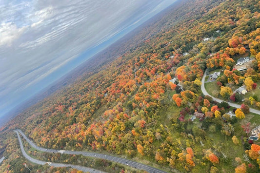 aerial view of fall leaves