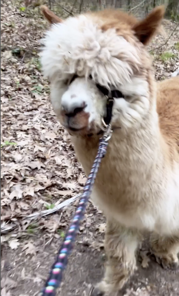 Hike with Alpacas.jpeg