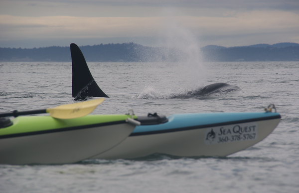 whale and kayak.png