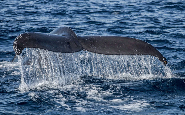 Blue whale With Boat.jpeg