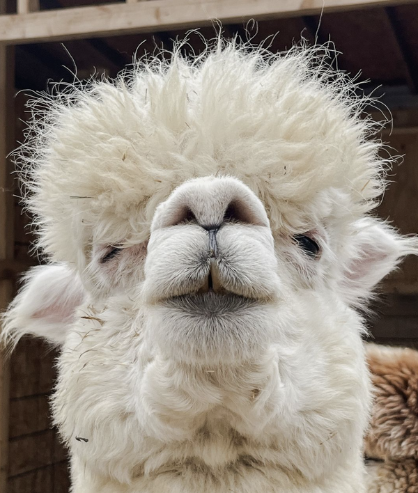 white alpaca